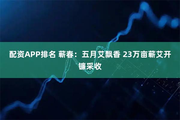 配资APP排名 蕲春：五月艾飘香 23万亩蕲艾开镰采收